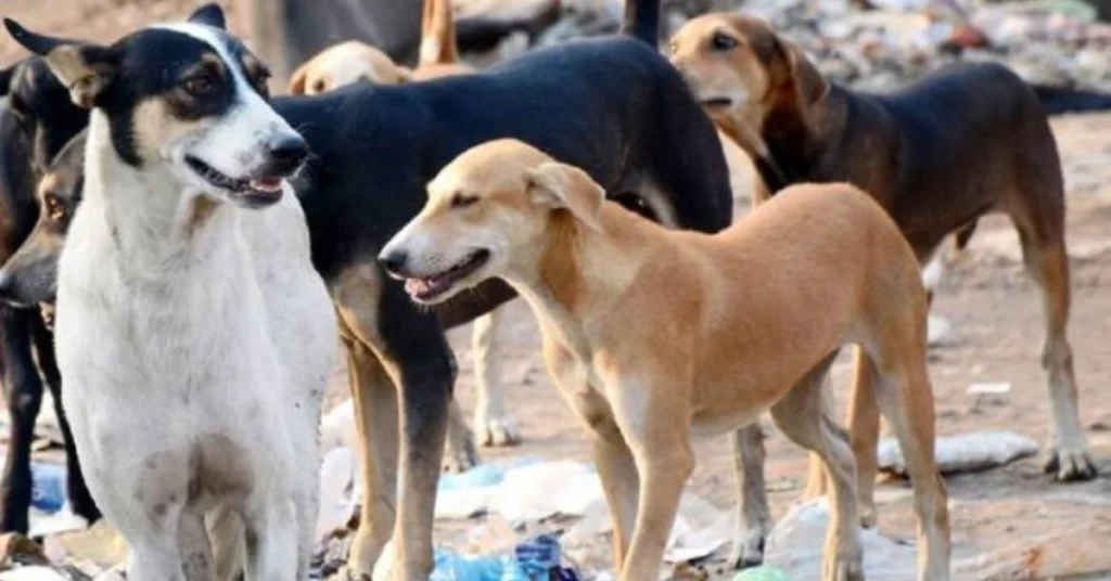 How long will people suffer because of dogs?