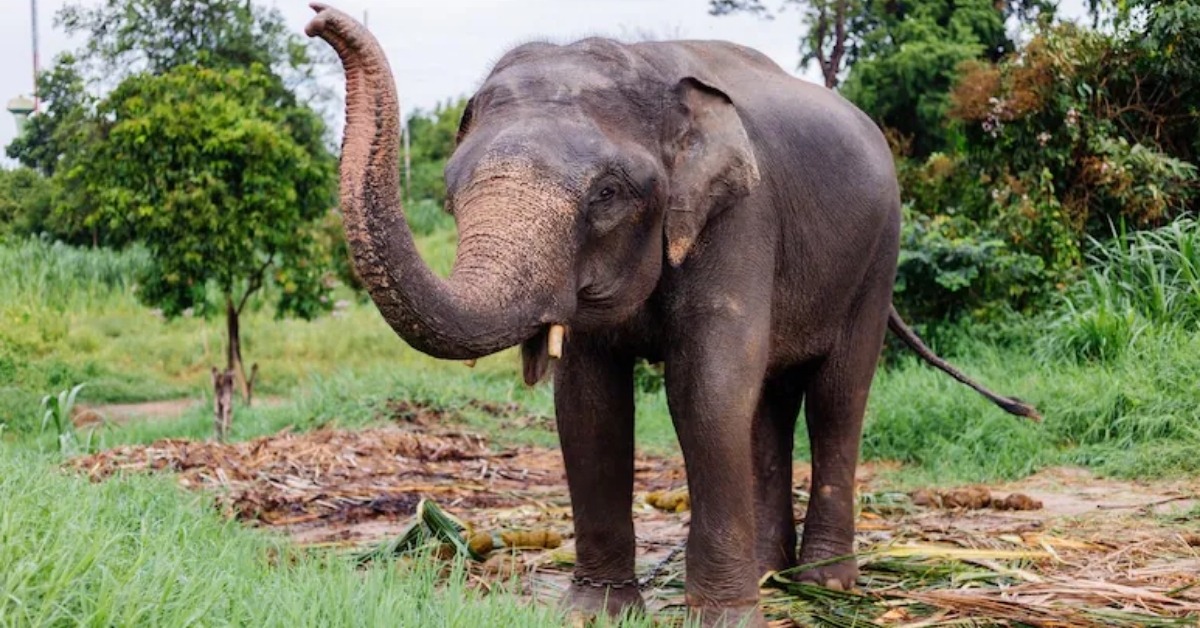 dahashat ke saaye mein sinhabhoom ke log,
