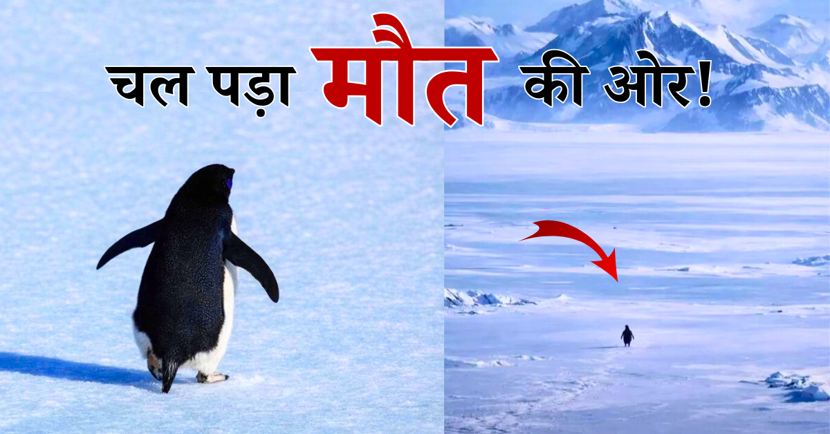 penguin going to mountains