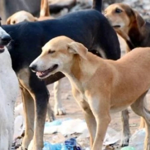 How long will people suffer because of dogs?