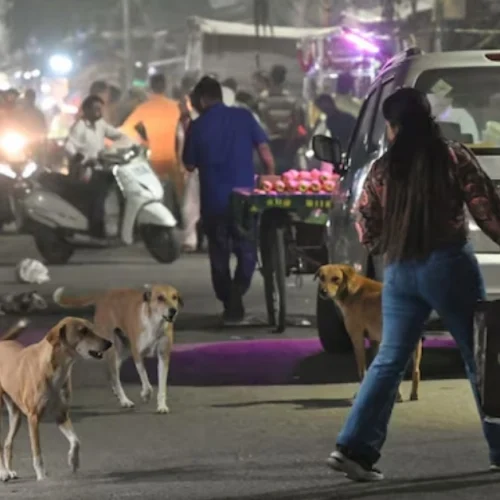 Supreme Court hearing on stray dogs