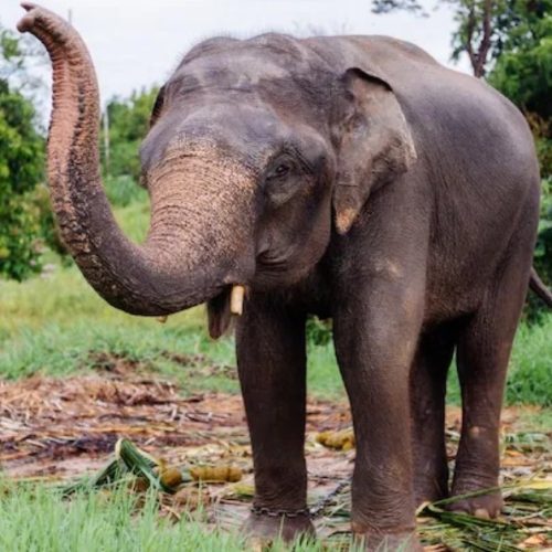 dahashat ke saaye mein sinhabhoom ke log,
