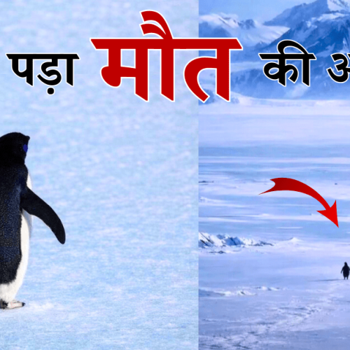 penguin going to mountains